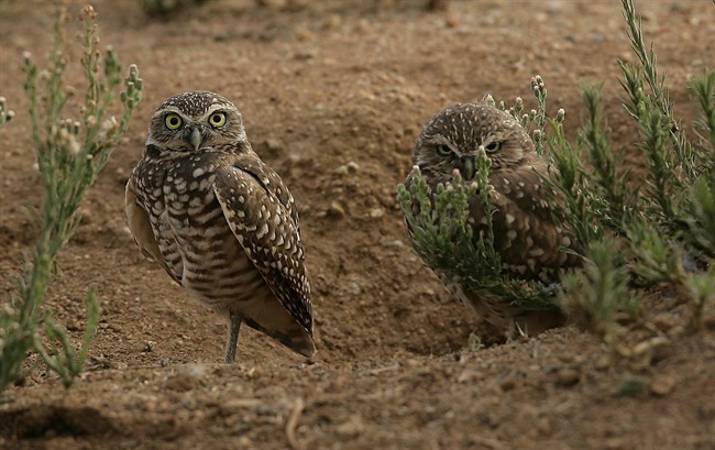 A new wildlife conservation project, funded by the federal government, will help protect burrowing owls, leopard frogs greater sage-grouse and other at-risk species. 