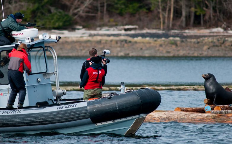 Crews rescued a sea lion entangled in fishing line in B.C. on Thursday. 