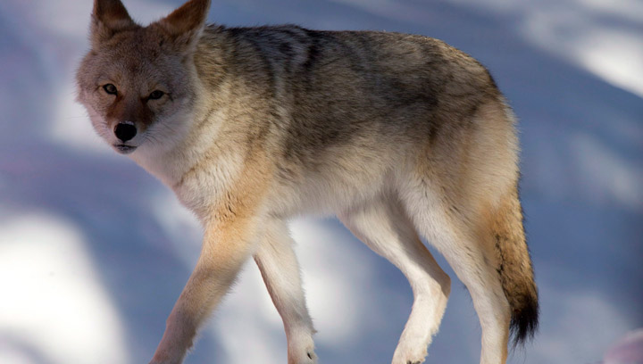 File photo of a coyote. A Viscount, Sask. man has been fined after illegally trapping coyotes in the Humboldt area in 2012.