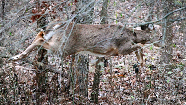 A whitetail deer dashes through the woods in Zelienople, Pa., Sunday, Nov. 27, 2011. A Saskatoon man has been fined for illegally hunting deer after conservation officers receive tip on the poachers hotline. (AP Photo/Keith Srakocic)