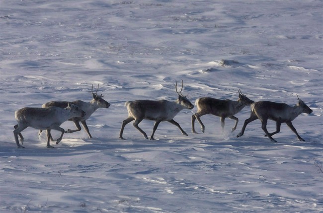 Wild caribou roam the tundra in Nunavut on March 25, 2009.