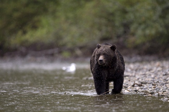 Two animal rights groups are heading to court after the Ontario government announced a pilot project for a spring bear hunt this year.