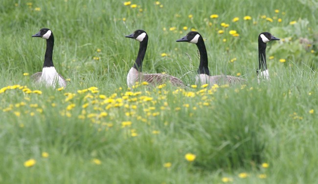 Canada geese peer out from a grassy field in Calais, Vt., on May 27, 2008.