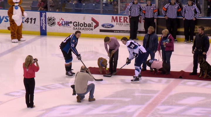 The first-ever Critters Pucks 'N Paws Night was a huge success at Saskatoon Blades game at Credit Union Centre.