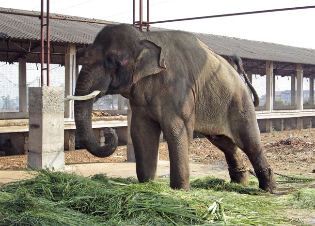 In this Feb. 19, 2014 photo provided by People for the Ethical Treatment of Animals (PETA), 14-year-old elephant Sunder stands chained outside a poultry shed in Kolhapur in the western Indian state of Maharashtra. 