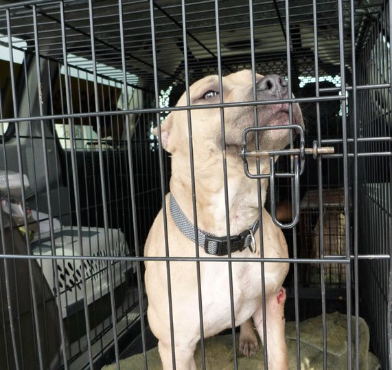 When the Calgary Humane Society executed a search warrant on Joseph Hogan’s house in April of 2011 they found animals to be severely dehydrated, suffering from inadequate space and medical care.