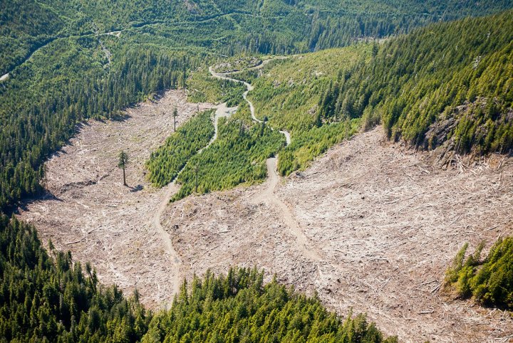 Canada’s second largest Douglas fir tree may have been found near Port ...