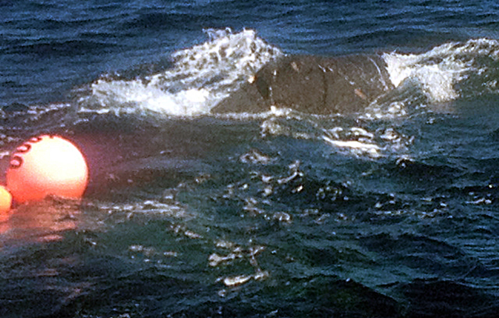 In this photo provided by Holoholo Charters, a humpback whale is seen entangled in fishing gear Tuesday, March 11, 2014, in the waters off Niihau, Hawaii. 