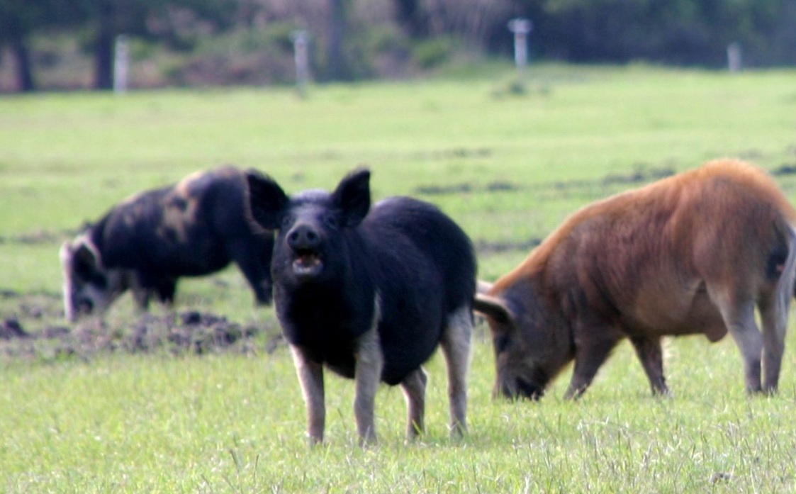 Hunting feral pigs allowed throughout B.C. - image
