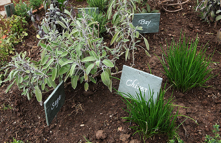 Culinary herbs: Healthy, flavourful, inexpensive and easy to grow
