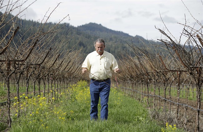 In this photo taken Thursday, Feb. 13, 2014, proprietor Marc Mondavi demonstrates dowsing with “diving rods” to locate water at the Charles Krug winery in St. Helena, Calif.