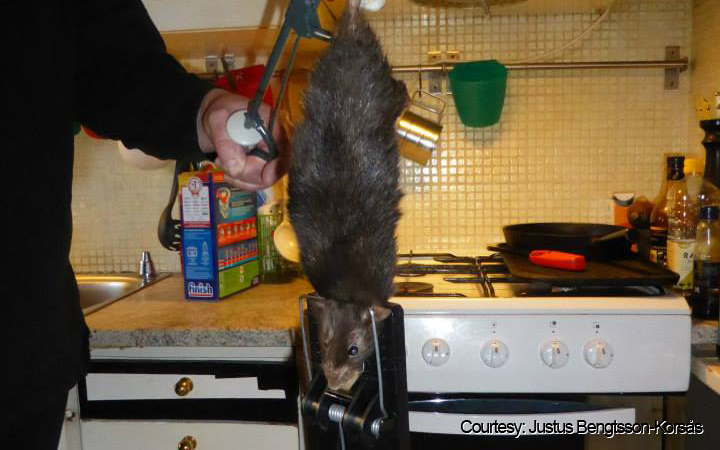 The rat measured close to 15 inches (38 centimetres) without its tail and weighed over 2lbs.
