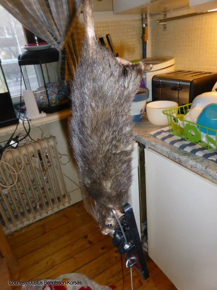 The rat measured close to 15 inches (38 centimetres) without its tail and weighed over 2lbs.