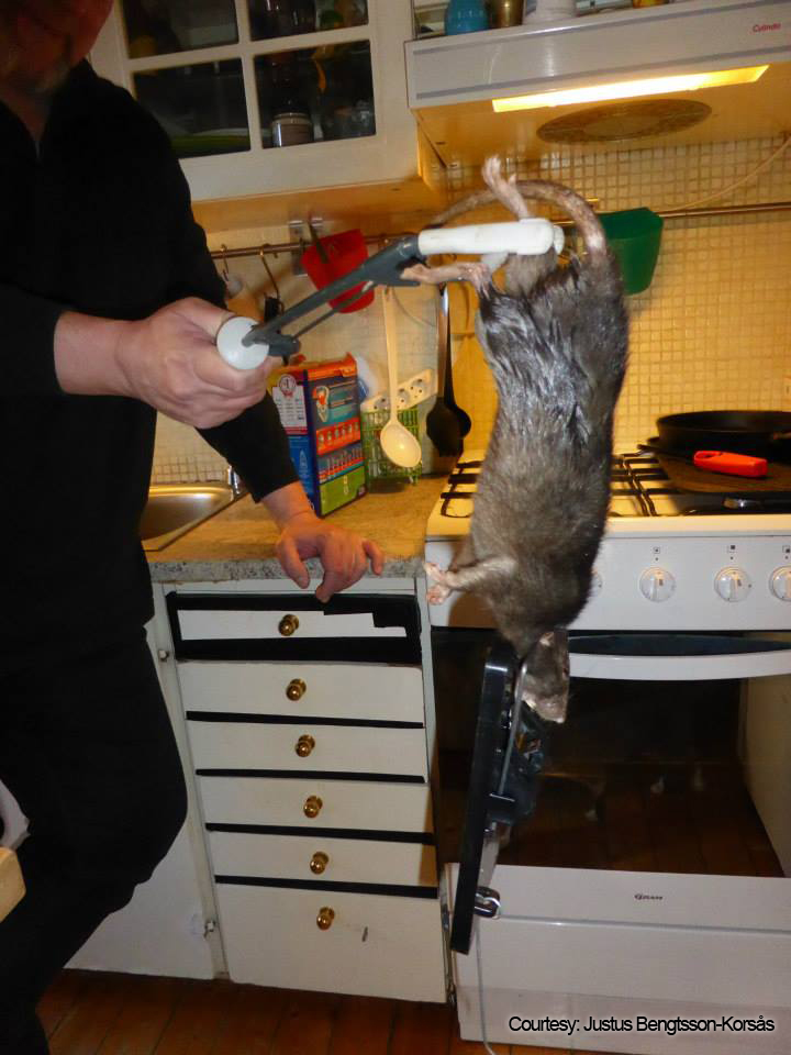 The rat measured close to 15 inches (38 centimetres) without its tail and weighed over 2lbs.