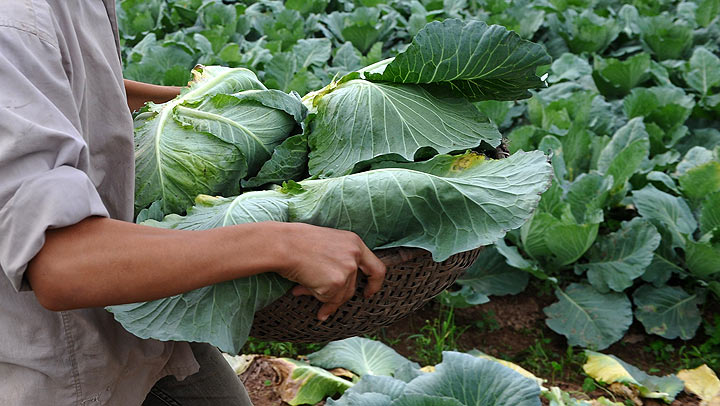 St. Patrick's Day sees spike in demand for cabbage