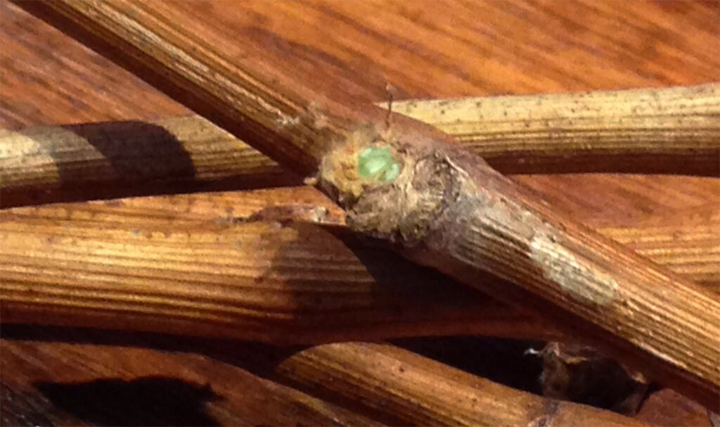 Cold weather could hurt Ontario's vineyards but the green shows this vine survived.
