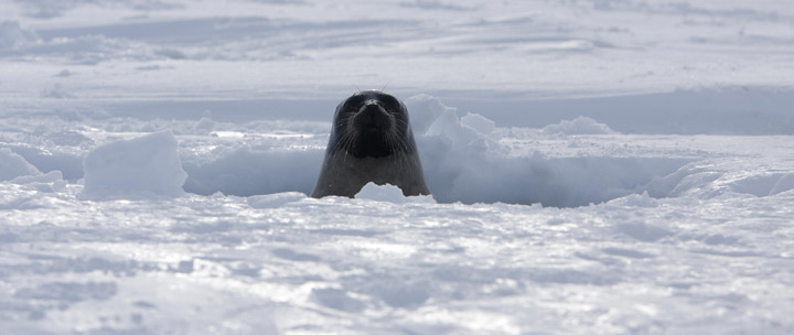 An adult female harp seal pokes her head out on the ice floes on March 3, 2008, off the coast of the Magdalen Islands, Quebec a few weeks before the annual seal hunt.