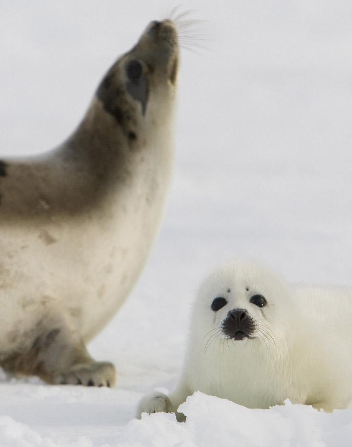 An adult harp seal keeps an eye on her pup on the ice floes on March 3, 2008, off the coast of the Magdalen Islands, Quebec a few weeks before the annual seal hunt.