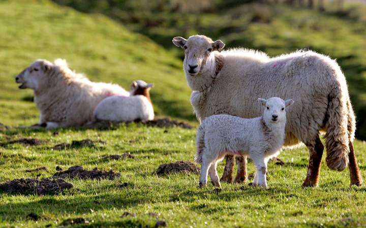Organizers said Monday March 24, 2014, they need ewes, aged 12 to 14 months, to ensure that all competitors are supplied similarly shaped sheep.