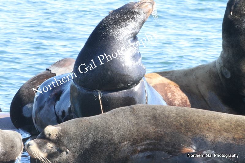 Kiyo the sea lion .