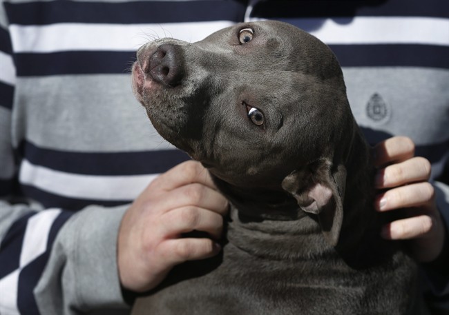 A pit bull terrier is photographed near Eudora, Kan., Sunday, March 9, 2014. 