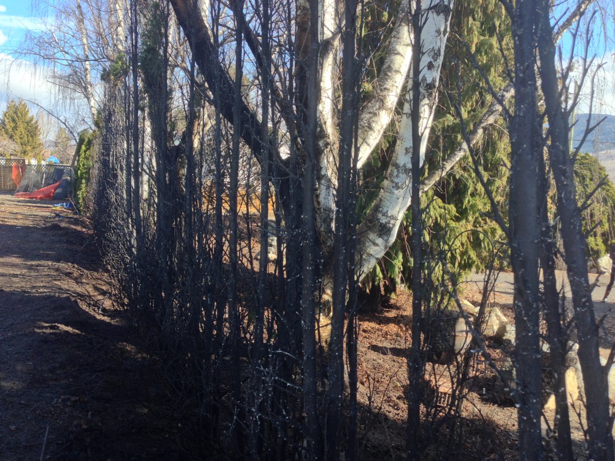 A row of hedges beside a Lake Country home went up in flames Monday morning. 