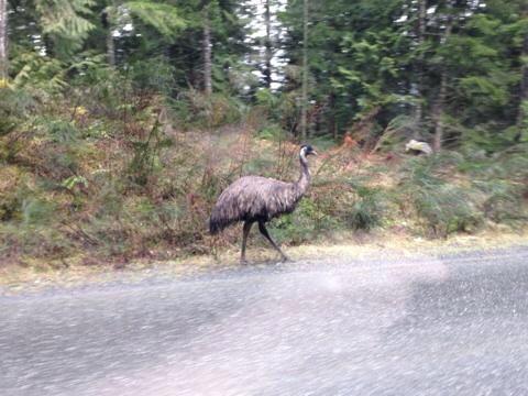 UPDATE: Emu on the run finally captured on university campus - image