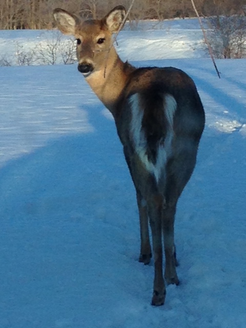 Your Manitoba