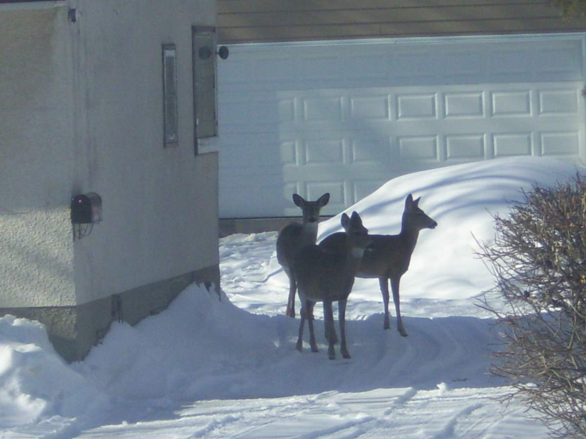 Your manitoba
