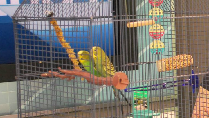 Noah and Alli are two budgies currently at the Saskatoon SPCA who are looking for a new home