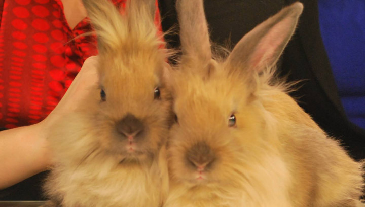 Yakko and Wakko are two bunnies at the Saskatoon SPCA looking for new homes.