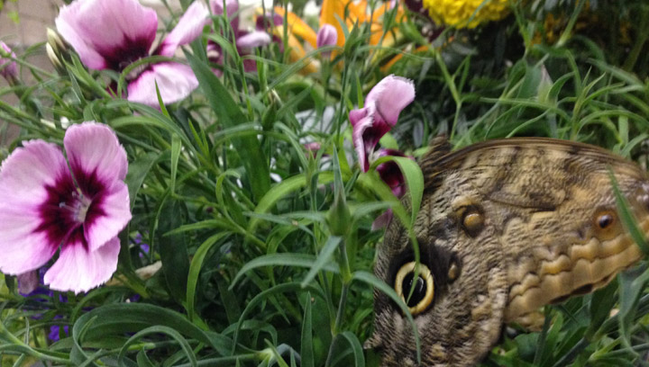 Butterflies are on the loose at Gardenscape.