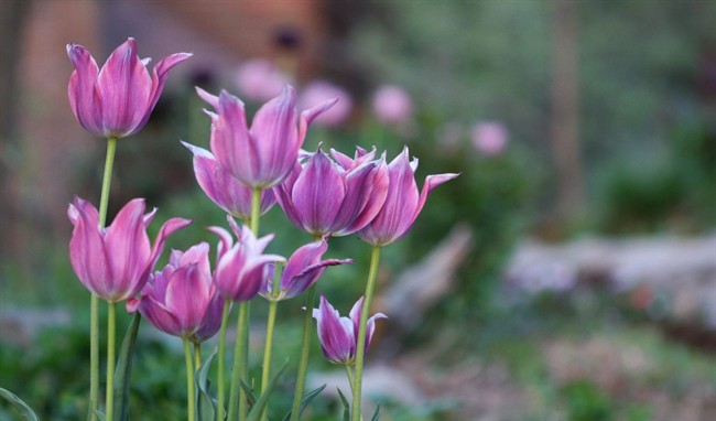 Don't prune too early and other bulb-growing tips