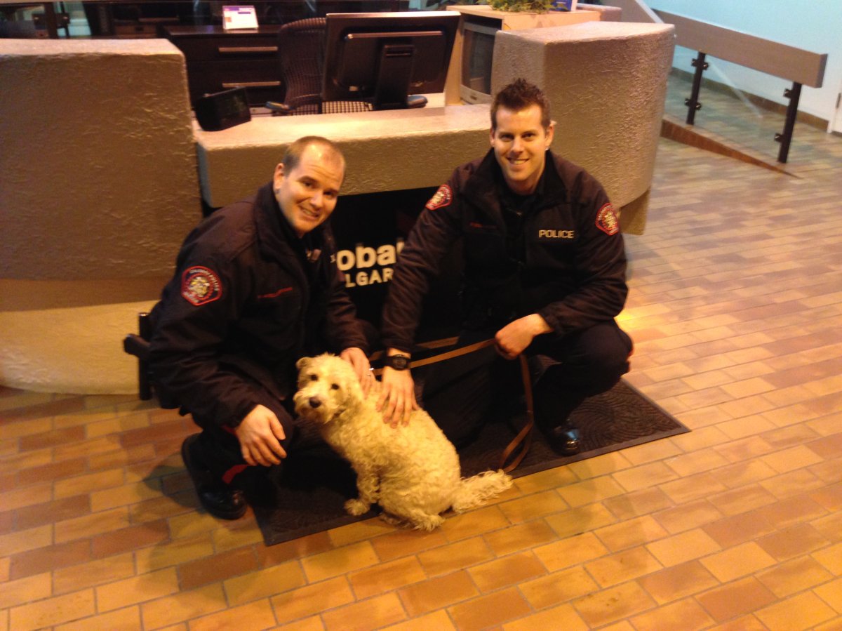 Cst. Devon Ouellette & Cst. Stephan Hlynialuk return Max to Global News early Saturday morning.  The dog, belonging to weather anchor Carla Bosacki, went missing Friday night.