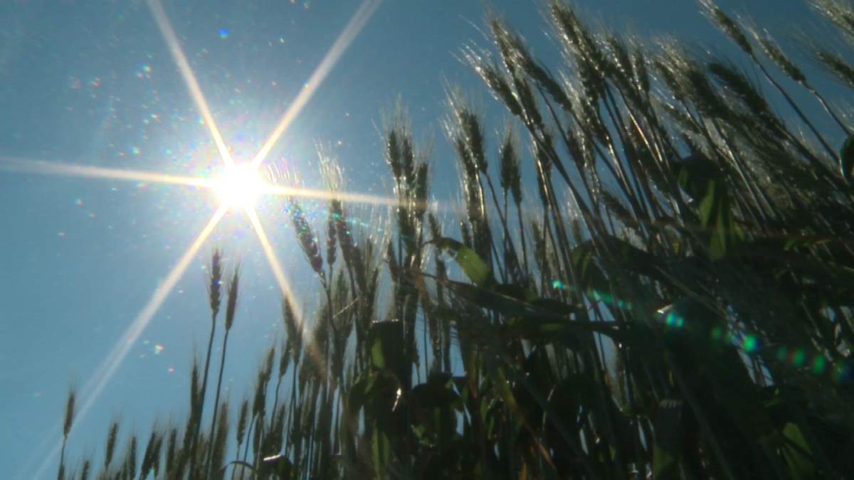 Producers lock in crop prices - image