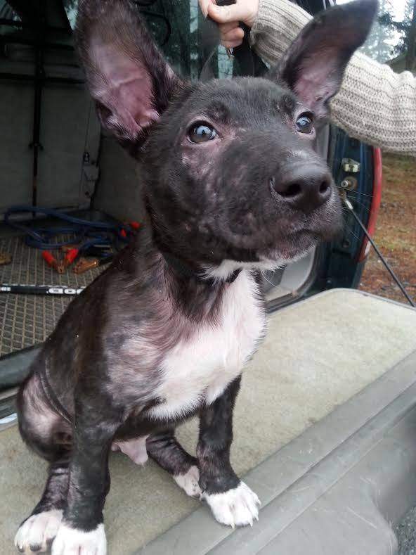 Jax was one of the puppies rescued.