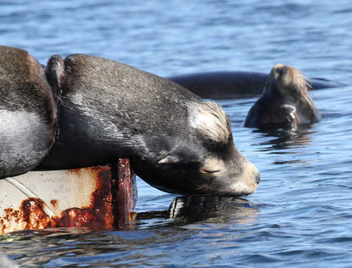 Kiyo the sea lion is probably still tangled somewhere near Fanny Bay.