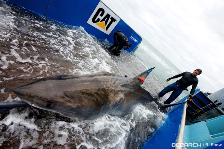 Catching and tagging a great white shark is no easy feat.