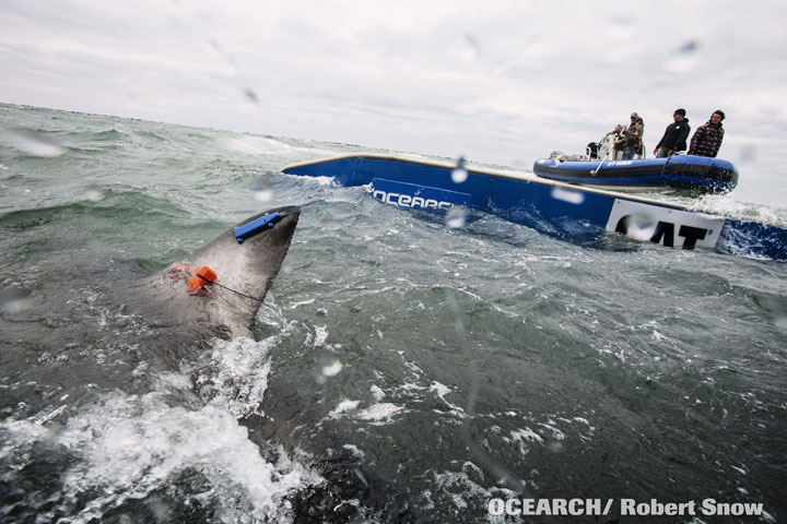 Ocearch researchers watch as a tagged shark is released back into the Atlantic.