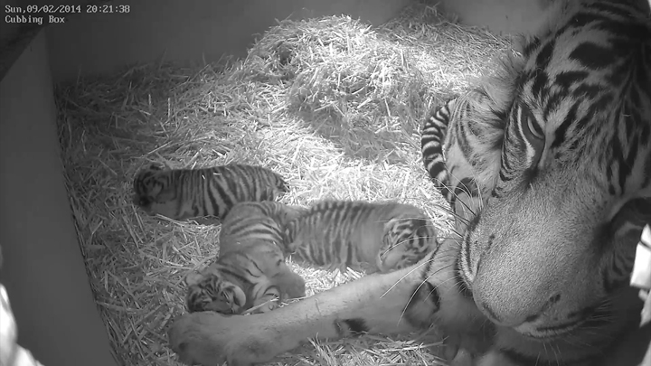 This Sunday Feb. 9, 2014 photo issued by the Zoological Society of London (ZSL) on Wednesday March 12, 2014, shows Sumatran tigress Melati with her as yet unsexed triplet Sumatran tiger cubs which were born at the zoo to the five-year-old Sumatran tigress Melati on Feb. 3, 2014 following a 106-day pregnancy.