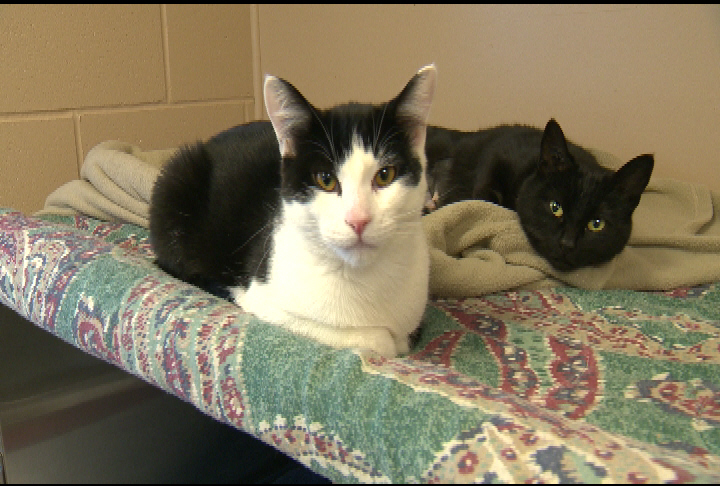 Winnipeg Humane Society is need of wet food for both cats and dogs.