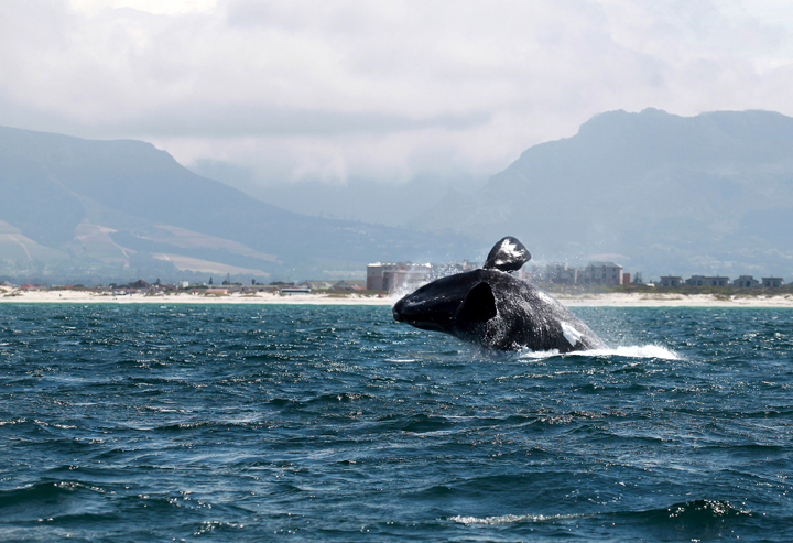 A Southern right whale breaches near the shore of Muizenberg Beach in False Bay, Cape Town on October 11, 2013.