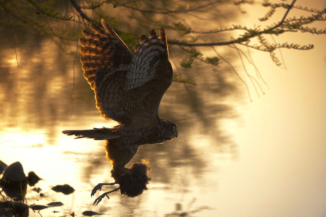 A great horned owl, like the one seen here carrying a small bird, has been attacking dogs in Aberdeen, Sask.
