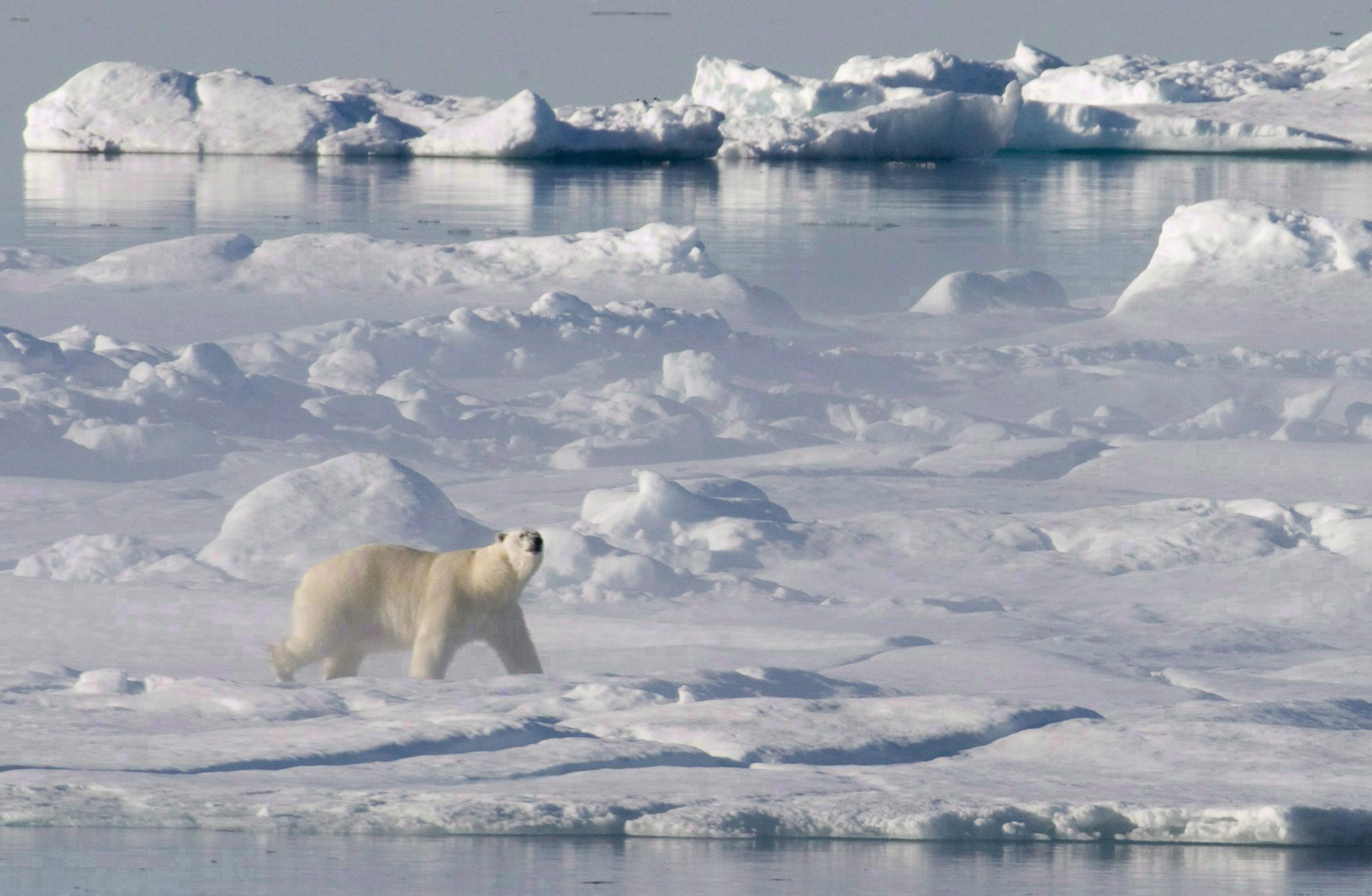 DNA Pulled From Paw Prints May Help Researchers Study Elusive Polar Bears, Smart News