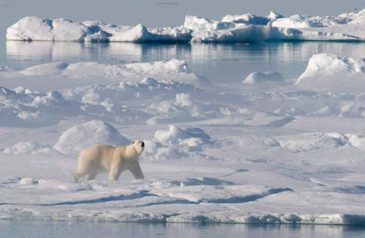 Polar bear DNA studied in footprints