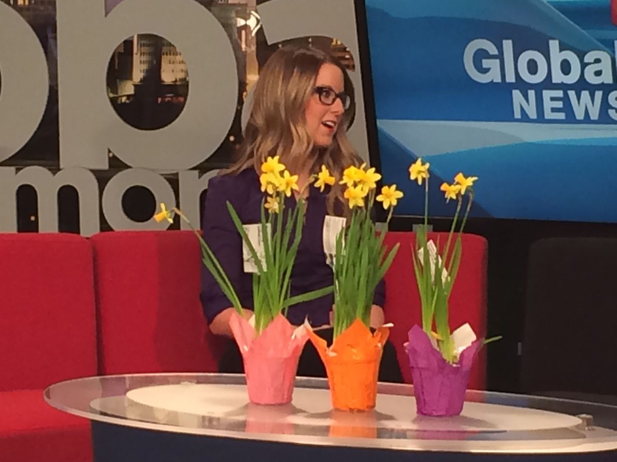 Kristyn Berry with the Canadian Cancer Society, talking about “Daffodil Days” on the Morning News, April 4, 2014.