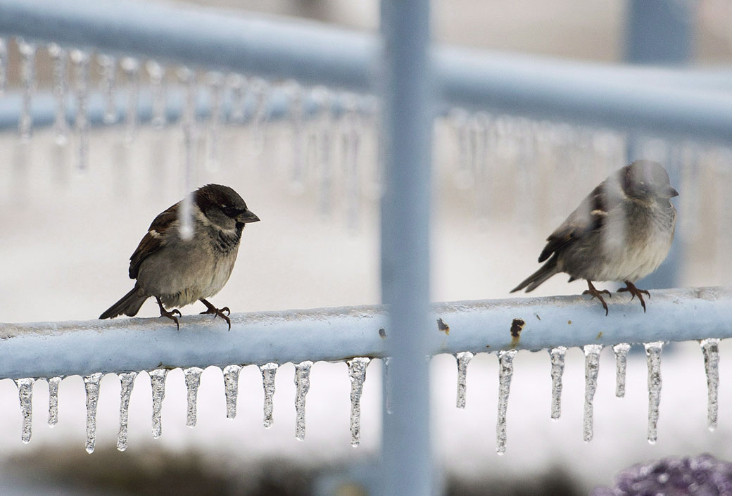 What does the long winter mean for wildlife?.