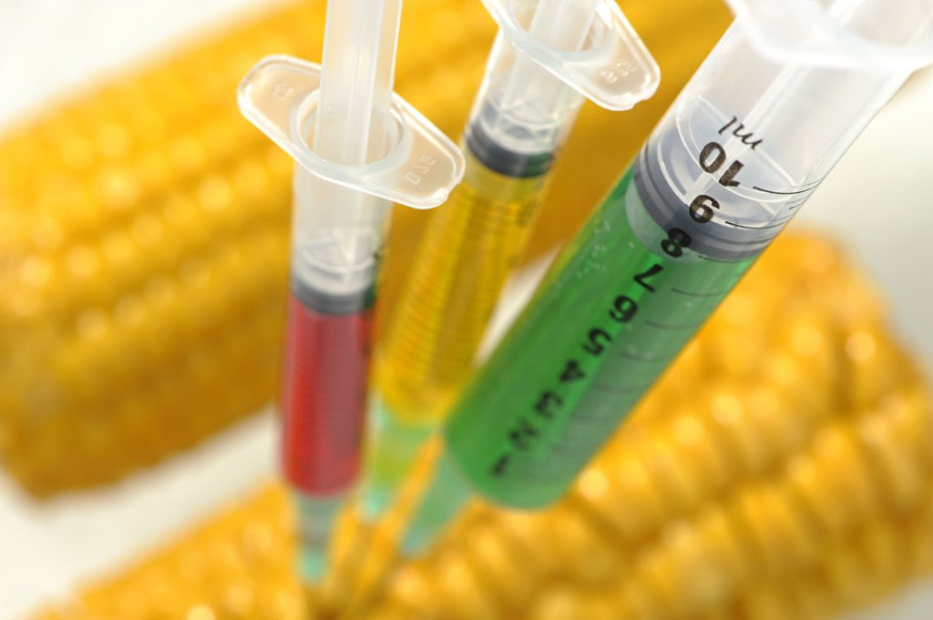 Genetically modified is a term to describe foods created by merging DNA from different species. Currently, there is no law in Canada that requires the labelling of genetically modified foods.   