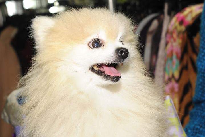 A file photo of the type of dog, a pomeranian, that was brutally stabbed.