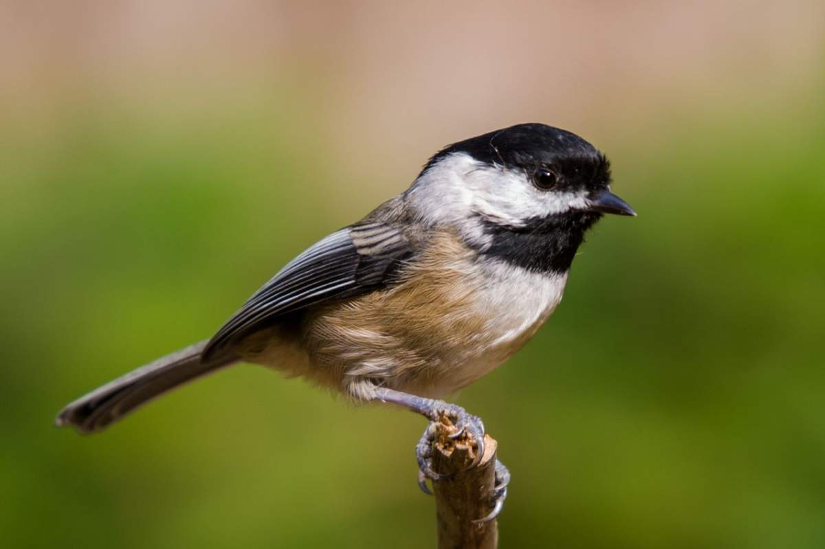 The cute Black-capped Chickadee is a can-do bird who loves to explore and is always the first to find a feeder in the area. It's a social, popular bird who lives in the forest, hides food to eat later, and has a well-known whistled song.